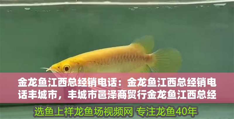 金龍魚江西總經(jīng)銷電話：金龍魚江西總經(jīng)銷電話豐城市，豐城市邑澤商貿(mào)行金龍魚江西總經(jīng)銷電話獲取準(zhǔn)確的聯(lián)系方式
