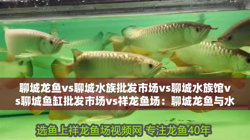 聊城龍魚vs聊城水族批發市場vs聊城水族館vs聊城魚缸批發市場vs祥龍魚場：聊城龍魚與水族批發市場、聊城魚缸批發市場、聊城魚缸批發市場