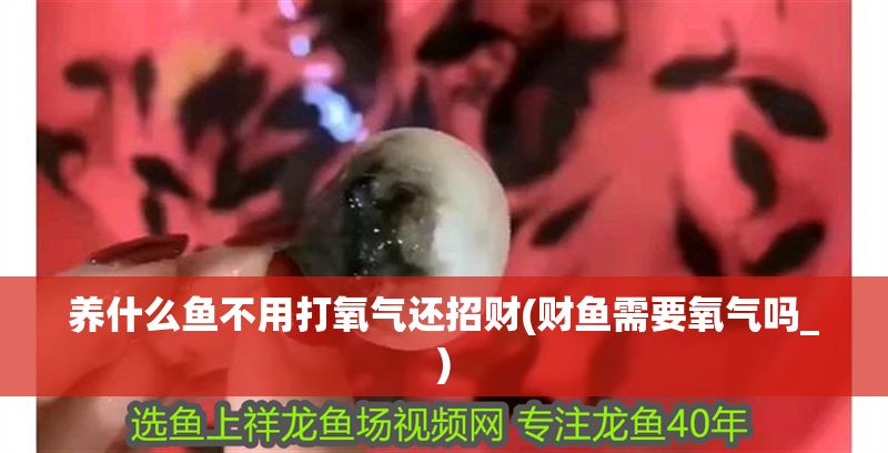 養(yǎng)什么魚不用打氧氣還招財(cái)(財(cái)魚需要氧氣嗎_)