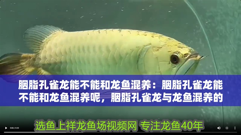 胭脂孔雀龍能不能和龍魚混養：胭脂孔雀龍能不能和龍魚混養呢，胭脂孔雀龍與龍魚混養的注意事項