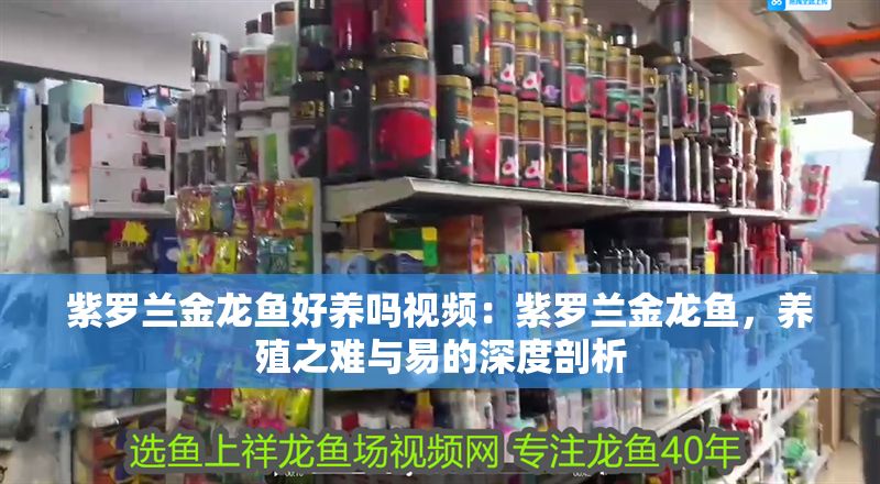 紫羅蘭金龍魚好養嗎視頻：紫羅蘭金龍魚，養殖之難與易的深度剖析