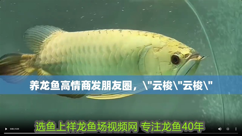 養(yǎng)龍魚高情商發(fā)朋友圈，\