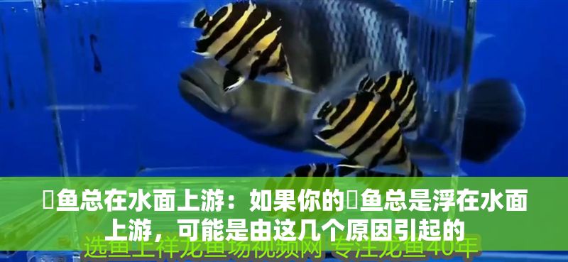 魟魚總在水面上游：如果你的魟魚總是浮在水面上游，可能是由這幾個原因引起的