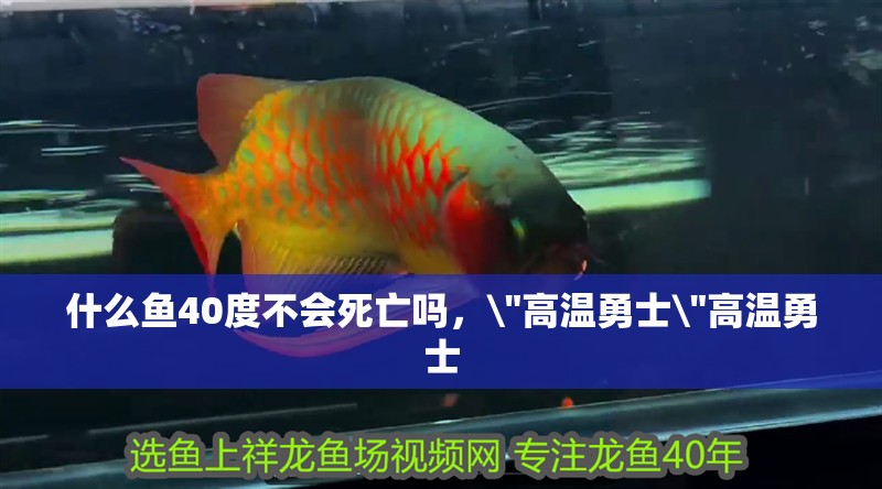什么魚40度不會死亡嗎，\