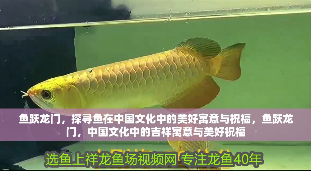 詳細閱讀:魚躍龍門,探尋魚在中國文化中的美好寓意與祝福,魚躍龍門,中國文化中的吉祥寓意與美好祝福 魚躍龍門,探尋魚在中國文化中的美好寓意與祝福,魚躍龍門,中國文化中的吉祥寓意與美好祝福