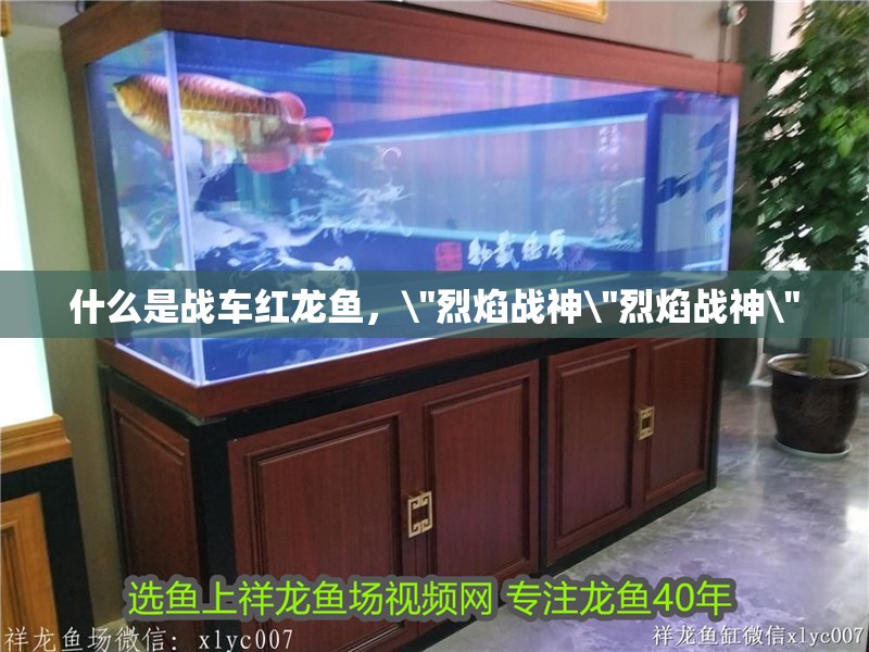 什么是戰車紅龍魚，\