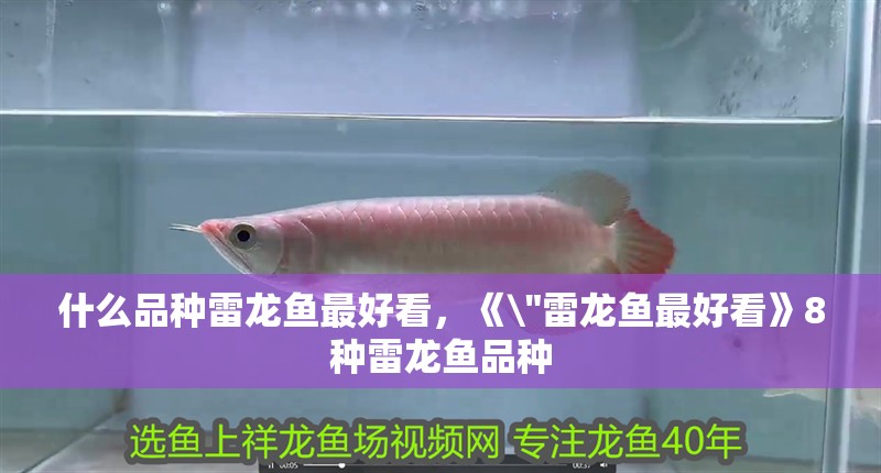 什么品種雷龍魚最好看，《\
