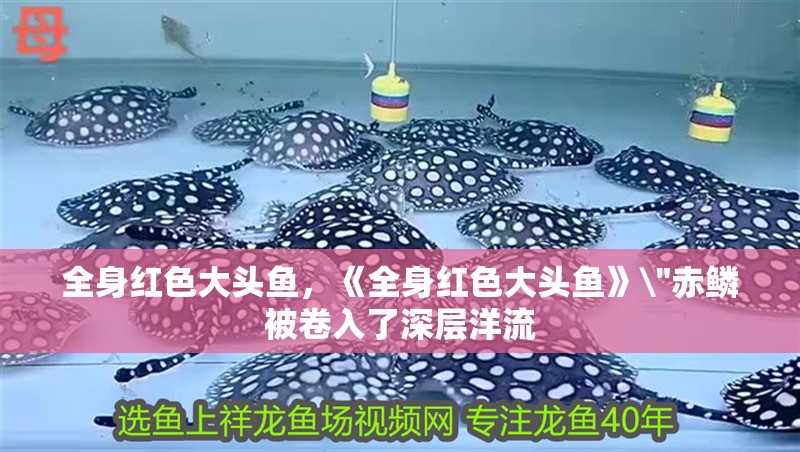 全身紅色大頭魚，《全身紅色大頭魚》\