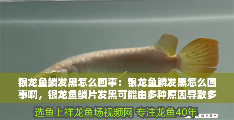 銀龍魚鱗發(fā)黑怎么回事：銀龍魚鱗發(fā)黑怎么回事啊，銀龍魚鱗片發(fā)黑可能由多種原因?qū)е露喾N原因?qū)е裸y龍魚鱗發(fā)黑