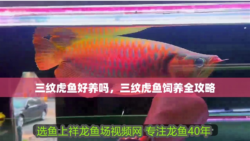 三紋虎魚好養(yǎng)嗎，三紋虎魚飼養(yǎng)全攻略