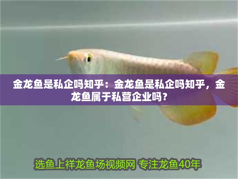 金龍魚是私企嗎知乎：金龍魚是私企嗎知乎，金龍魚屬于私營企業(yè)嗎？