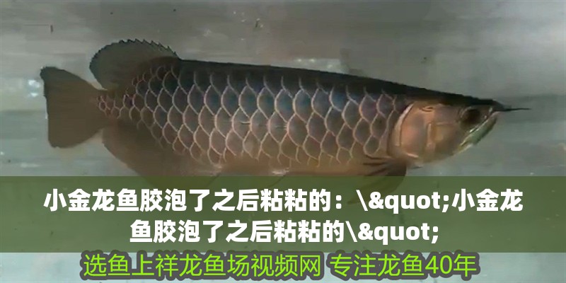 小金龍魚膠泡了之后粘粘的：\"小金龍魚膠泡了之后粘粘的\"