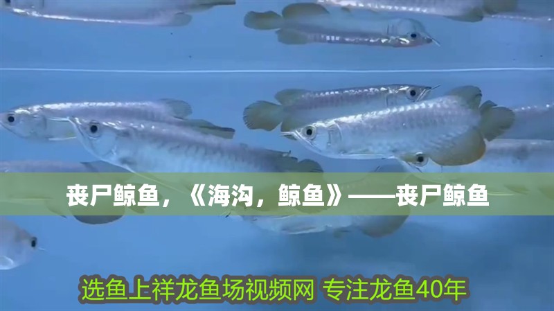 喪尸鯨魚(yú)，《海溝，鯨魚(yú)》——喪尸鯨魚(yú)