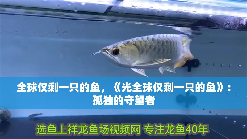 全球僅剩一只的魚，《光全球僅剩一只的魚》：孤獨的守望者