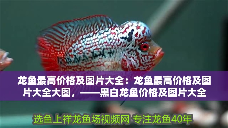 龍魚最高價格及圖片大全：龍魚最高價格及圖片大全大圖，——黑白龍魚價格及圖片大全
