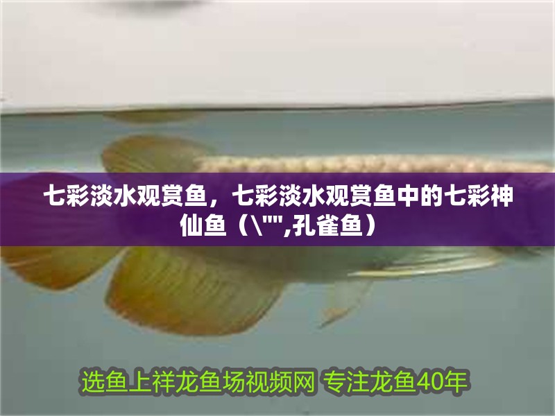 七彩淡水觀賞魚，七彩淡水觀賞魚中的七彩神仙魚（ 七彩淡水觀賞魚，七彩淡水觀賞魚中的七彩神仙魚（\