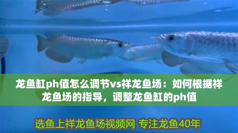 龍魚缸ph值怎么調節vs祥龍魚場：如何根據祥龍魚場的指導，調整龍魚缸的ph值