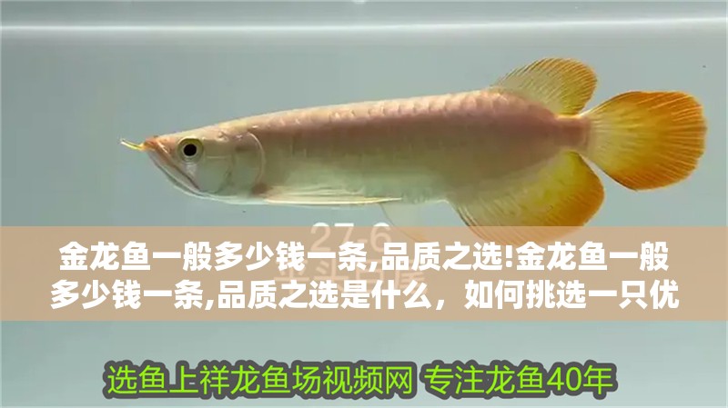 金龍魚一般多少錢一條,品質之選!金龍魚一般多少錢一條,品質之選是什么，如何挑選一只優質的金龍魚