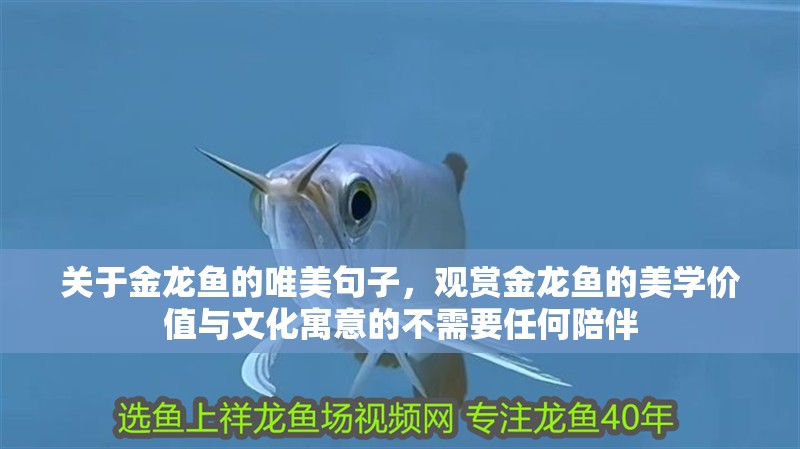關于金龍魚的唯美句子，觀賞金龍魚的美學價值與文化寓意的不需要任何陪伴