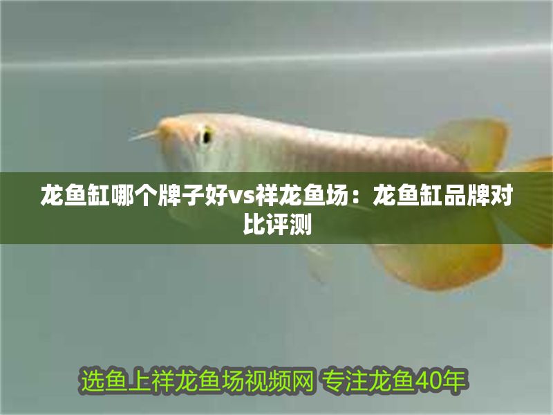 龍魚缸哪個牌子好vs祥龍魚場：龍魚缸品牌對比評測 龍魚缸哪個牌子好vs祥龍魚場：龍魚缸品牌對比評測 vs祥龍魚場 第1張