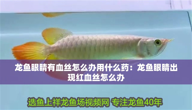 龍魚眼睛有血絲怎么辦用什么藥：龍魚眼睛出現紅血絲怎么辦