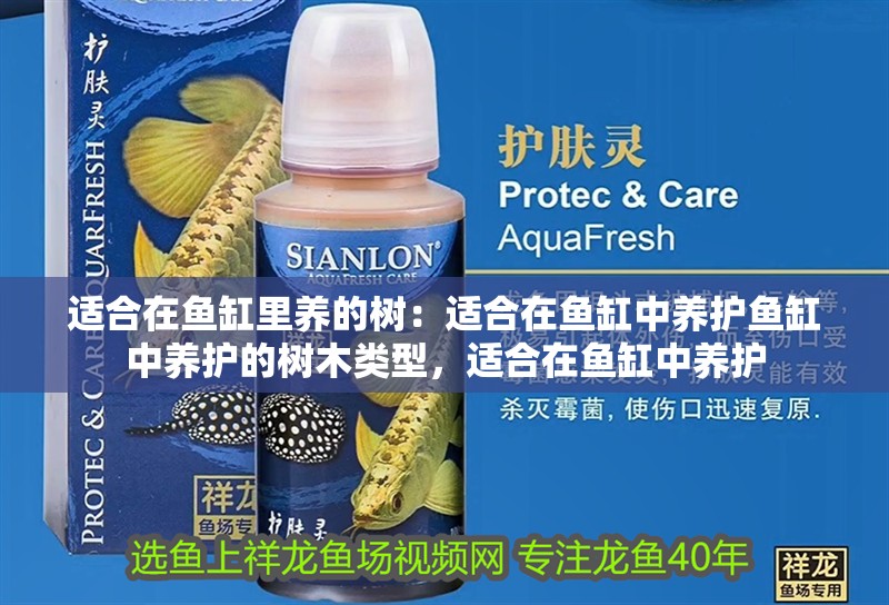 適合在魚缸里養(yǎng)的樹：適合在魚缸中養(yǎng)護(hù)魚缸中養(yǎng)護(hù)的樹木類型，適合在魚缸中養(yǎng)護(hù)