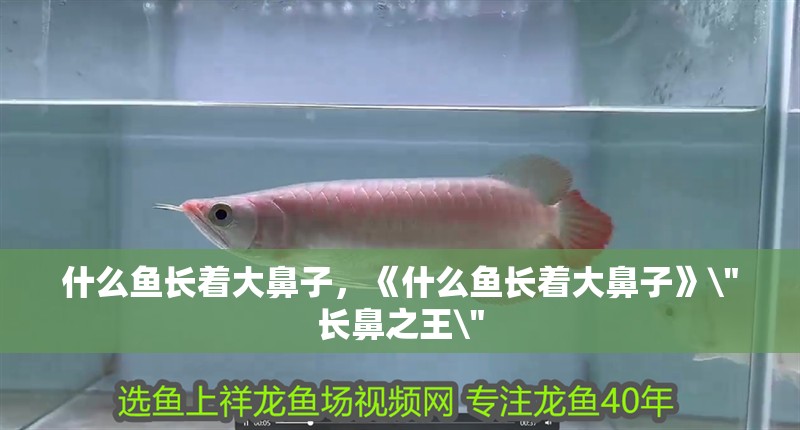 什么魚長著大鼻子，《什么魚長著大鼻子》\