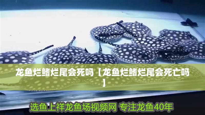 龍魚爛鰭爛尾會死嗎【龍魚爛鰭爛尾會死亡嗎】