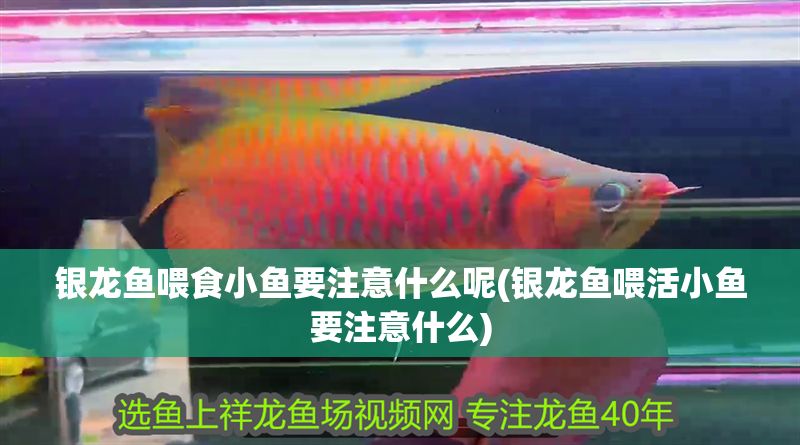 銀龍魚喂食小魚要注意什么呢(銀龍魚喂活小魚要注意什么)
