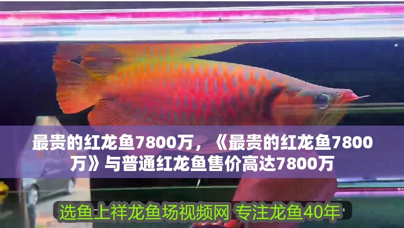 最貴的紅龍魚7800萬，《最貴的紅龍魚7800萬》與普通紅龍魚售價高達7800萬