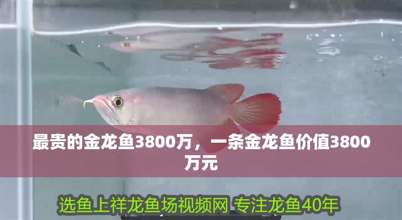 最貴的金龍魚3800萬，一條金龍魚價值3800萬元 最貴的金龍魚3800萬，一條金龍魚價值3800萬元 水族問答