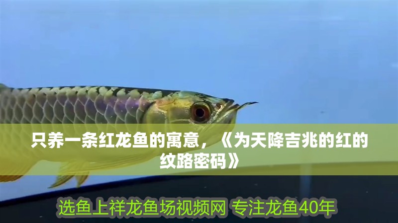 只養(yǎng)一條紅龍魚(yú)的寓意，《為天降吉兆的紅的紋路密碼》