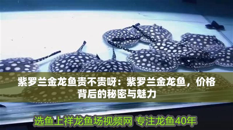 紫羅蘭金龍魚貴不貴呀：紫羅蘭金龍魚，價(jià)格背后的秘密與魅力