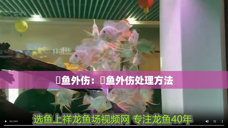 魟魚外傷：魟魚外傷處理方法