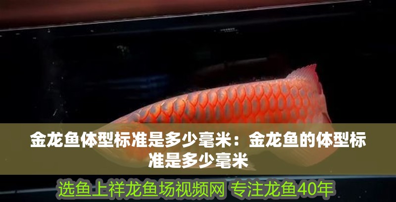 金龍魚體型標準是多少毫米：金龍魚的體型標準是多少毫米