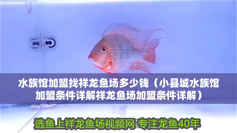 水族館加盟找祥龍魚場多少錢(小縣城水族館加盟條件詳解祥龍魚場加盟條件詳解) 水族館百科(水族館加盟) 第1張 水族館加盟找祥龍魚場多少錢(小縣城水族館加盟條件詳解祥龍魚場加盟條件詳解) 水族館加盟找祥龍魚場多少錢(小縣城水族館加盟條件詳解祥龍魚場加盟條件詳解) 水族館百科(水族館加盟) 第1張