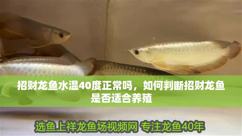 招財龍魚水溫40度正常嗎，如何判斷招財龍魚是否適合養(yǎng)殖