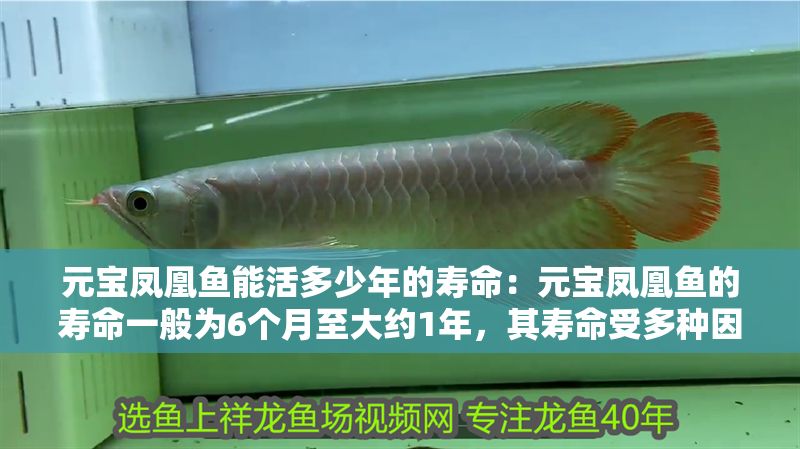 元寶鳳凰魚能活多少年的壽命：元寶鳳凰魚的壽命一般為6個月至大約1年，其壽命受多種因素影響