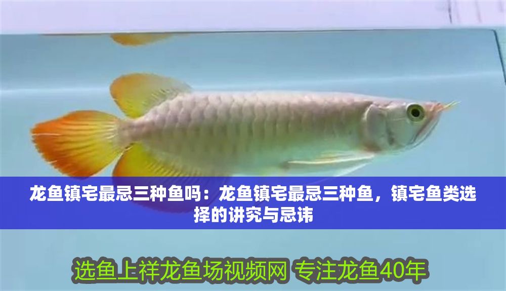 龍魚鎮(zhèn)宅最忌三種魚嗎：龍魚鎮(zhèn)宅最忌三種魚，鎮(zhèn)宅魚類選擇的講究與忌諱
