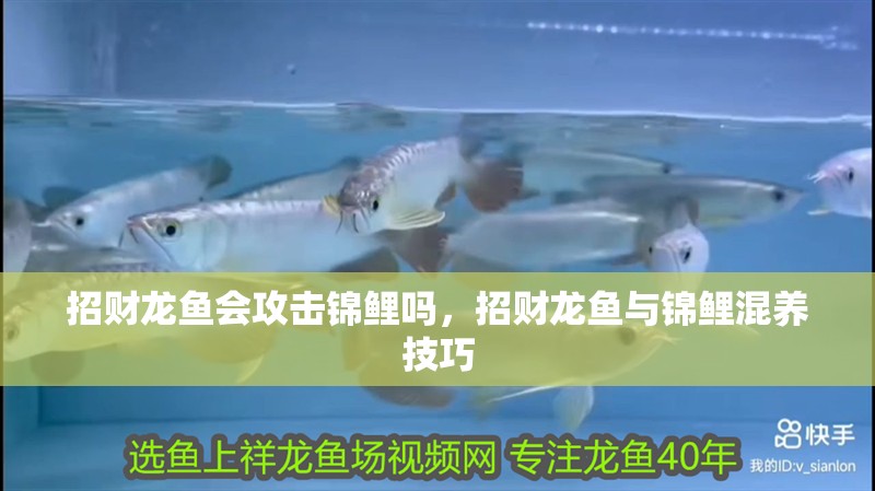 招財龍魚會攻擊錦鯉嗎，招財龍魚與錦鯉混養技巧