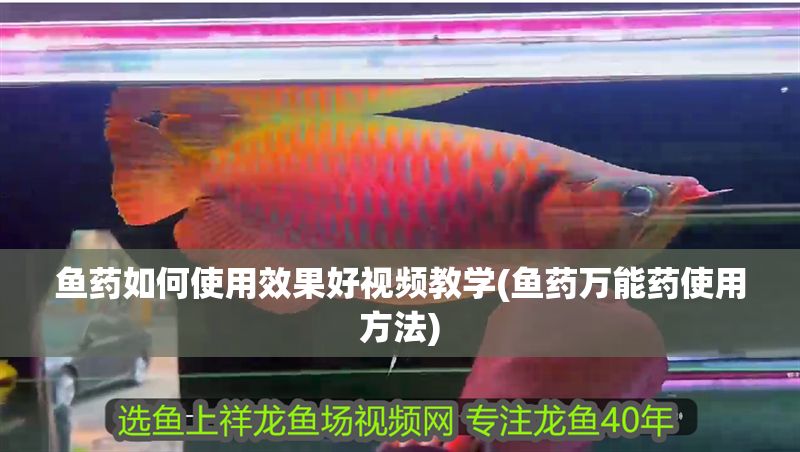 魚藥如何使用效果好視頻教學(魚藥萬能藥使用方法)