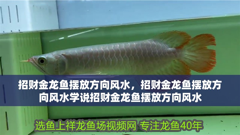 招財金龍魚擺放方向風水，招財金龍魚擺放方向風水學說招財金龍魚擺放方向風水