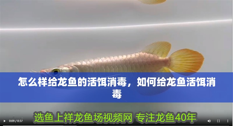 怎么樣給龍魚(yú)的活餌消毒，如何給龍魚(yú)活餌消毒