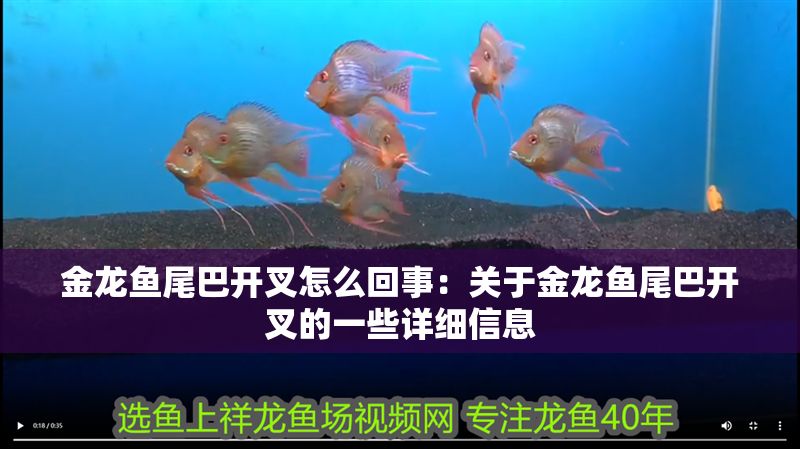 金龍魚尾巴開叉怎么回事：關(guān)于金龍魚尾巴開叉的一些詳細(xì)信息