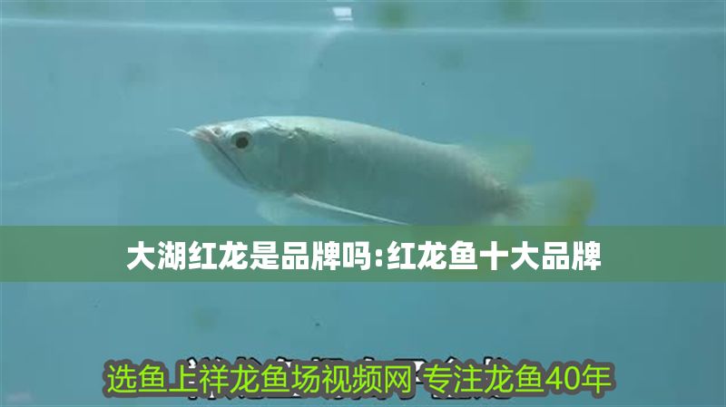 大湖紅龍是品牌嗎:紅龍魚十大品牌