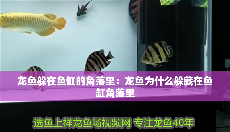 龍魚躲在魚缸的角落里：龍魚為什么躲藏在魚缸角落里
