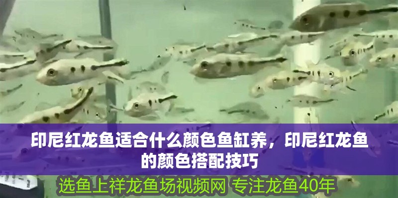 印尼紅龍魚適合什么顏色魚缸養，印尼紅龍魚的顏色搭配技巧