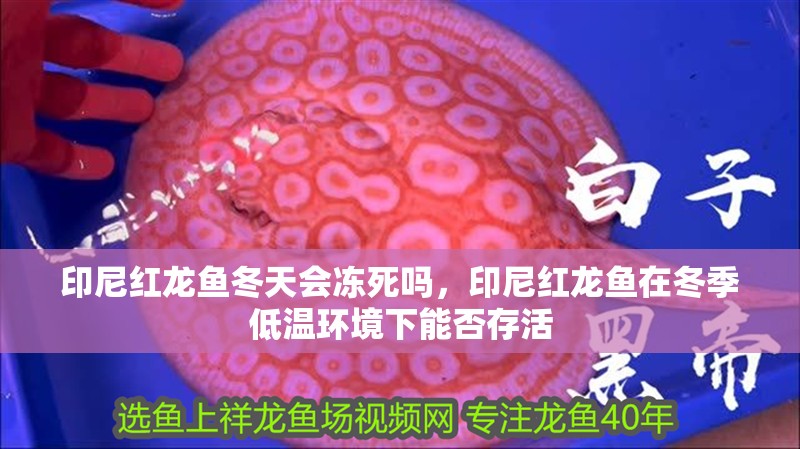 印尼紅龍魚冬天會凍死嗎，印尼紅龍魚在冬季低溫環境下能否存活
