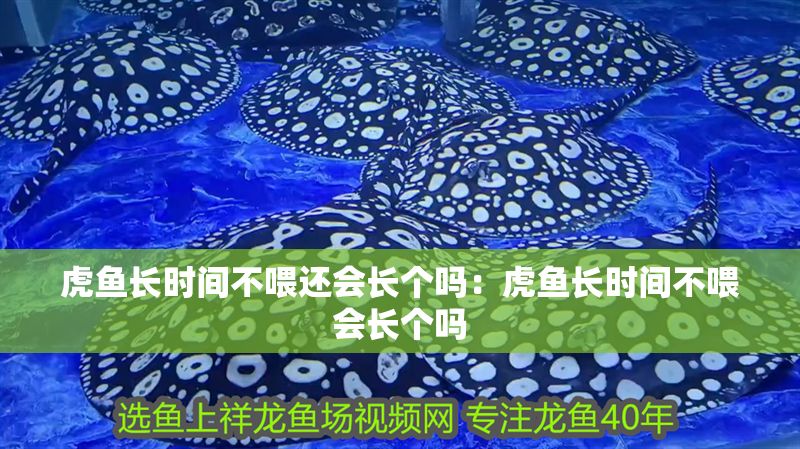 虎魚長時間不喂還會長個嗎：虎魚長時間不喂會長個嗎