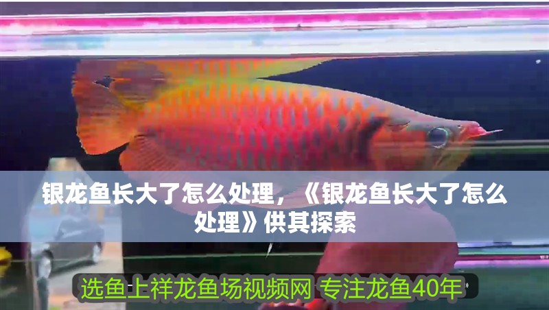銀龍魚長大了怎么處理，《銀龍魚長大了怎么處理》供其探索